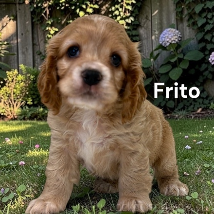 puppy, for, sale, Cocker Spaniel, Joe & Cherri  Overlease, dog, breeder, Miller, MO, dog-breeder, puppy-for-sale, forsale, nearby, find, puppyfind, locator, puppylocator, aca